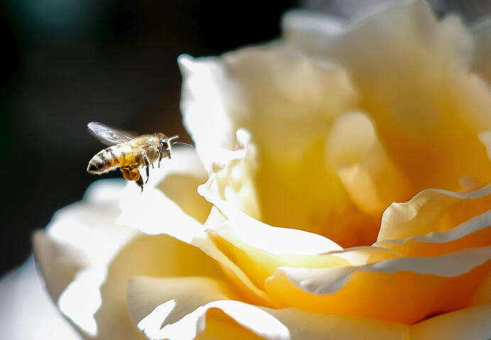Bee (Digital Photo)